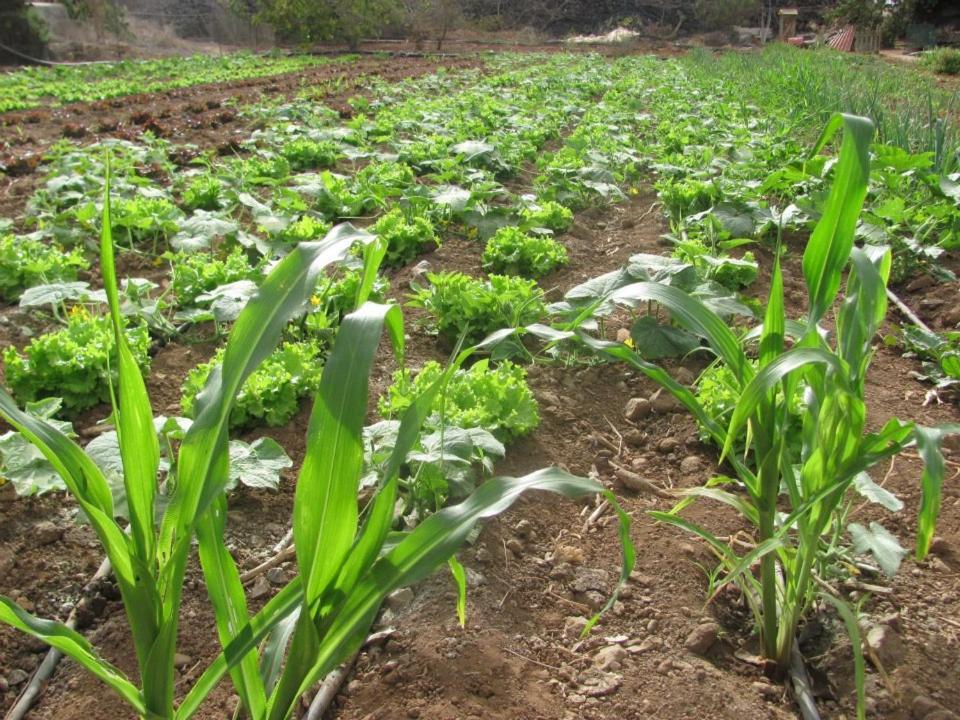 Casa Rural Finca Las Dulces Chío エクステリア 写真