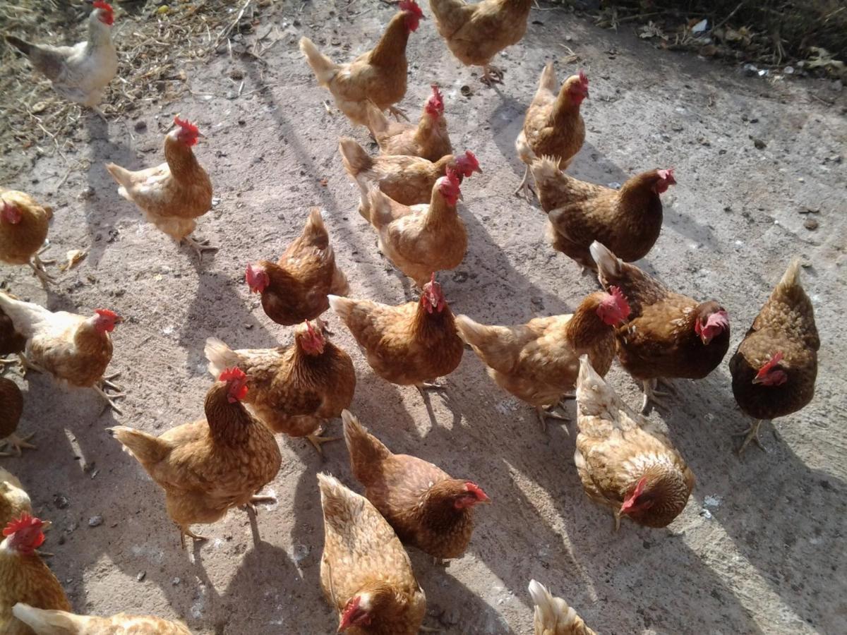 Casa Rural Finca Las Dulces Chío エクステリア 写真